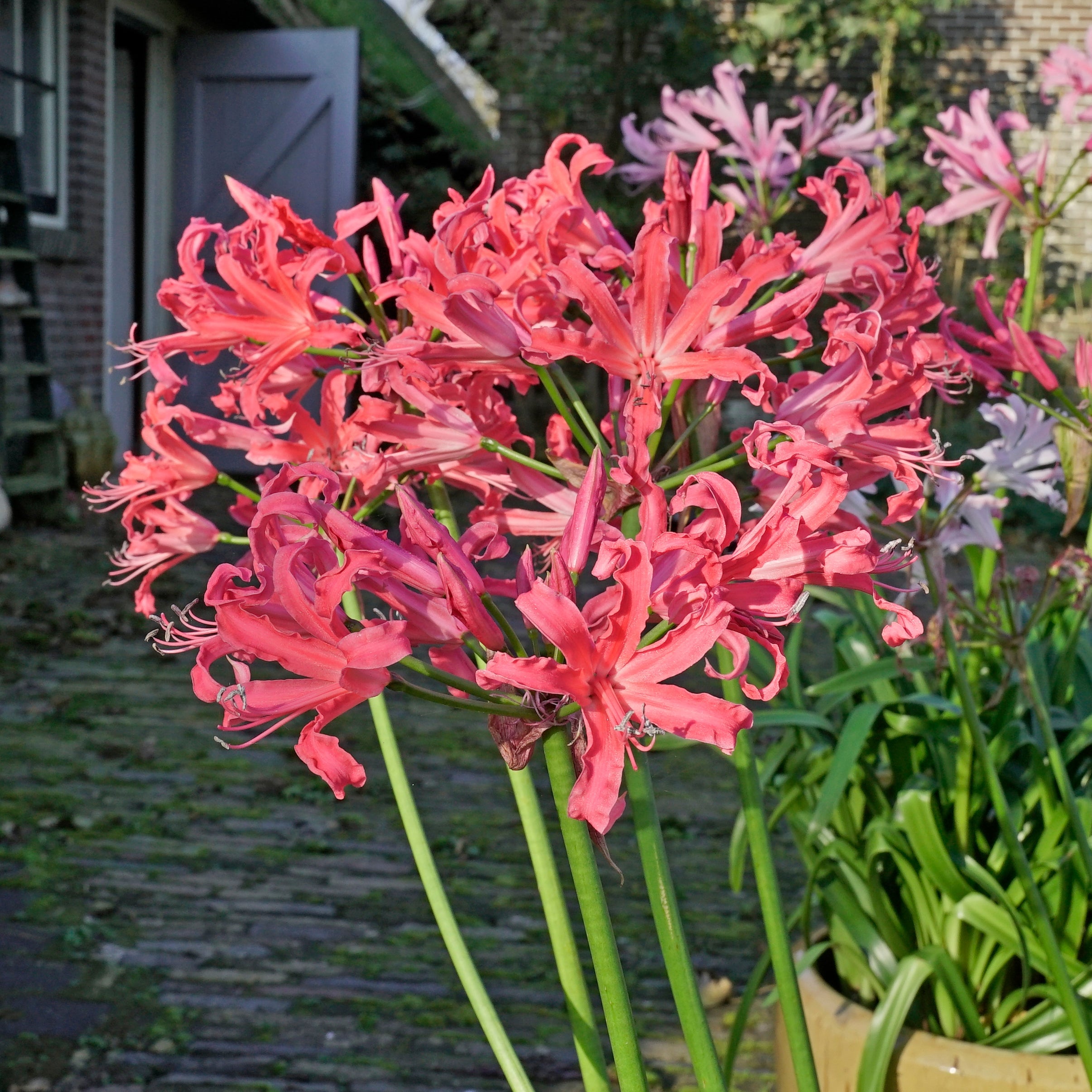 Nerine Pearls of Cherry - roze nerine - Fluwel