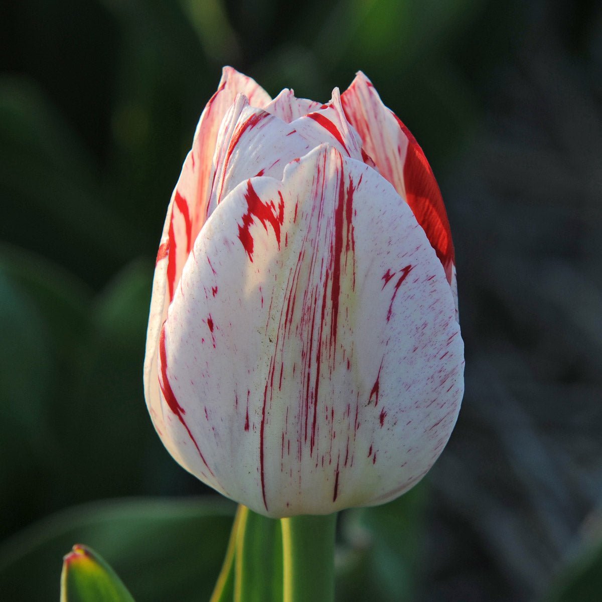 One Direction - Tulips - Fluwel