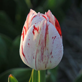 One Direction - Tulips - Fluwel