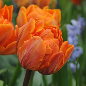 Orange Princess - Tulips - Fluwel