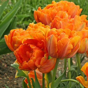 Orange Princess - Tulips - Fluwel