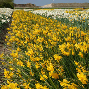 Orange Queen - Narcissus - Fluwel