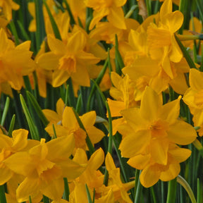 Orange Queen - Narcissus - Fluwel