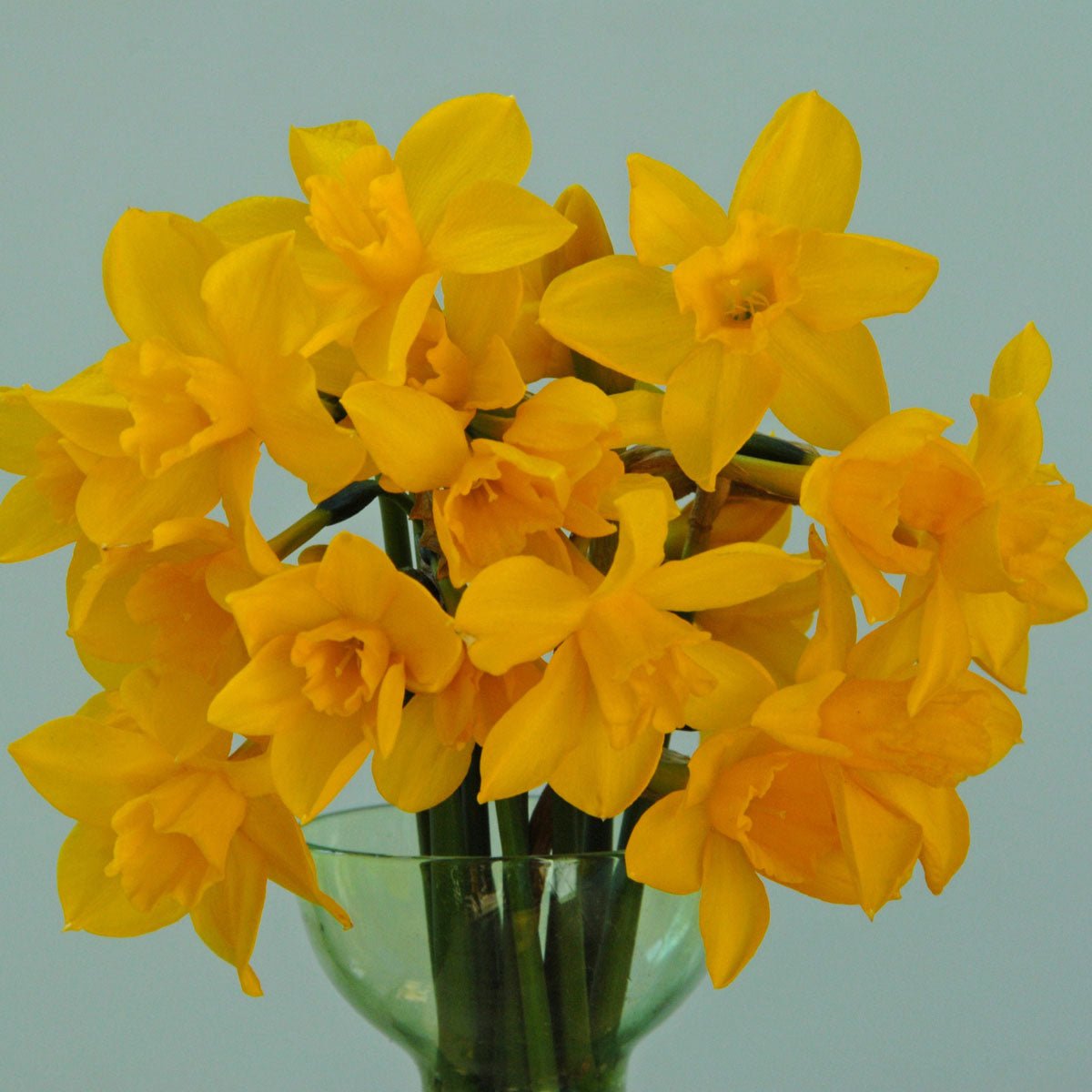 Orange Queen - Narcissus - Fluwel
