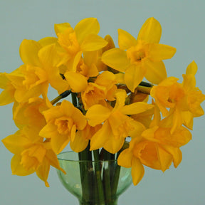 Orange Queen - Narcissus - Fluwel