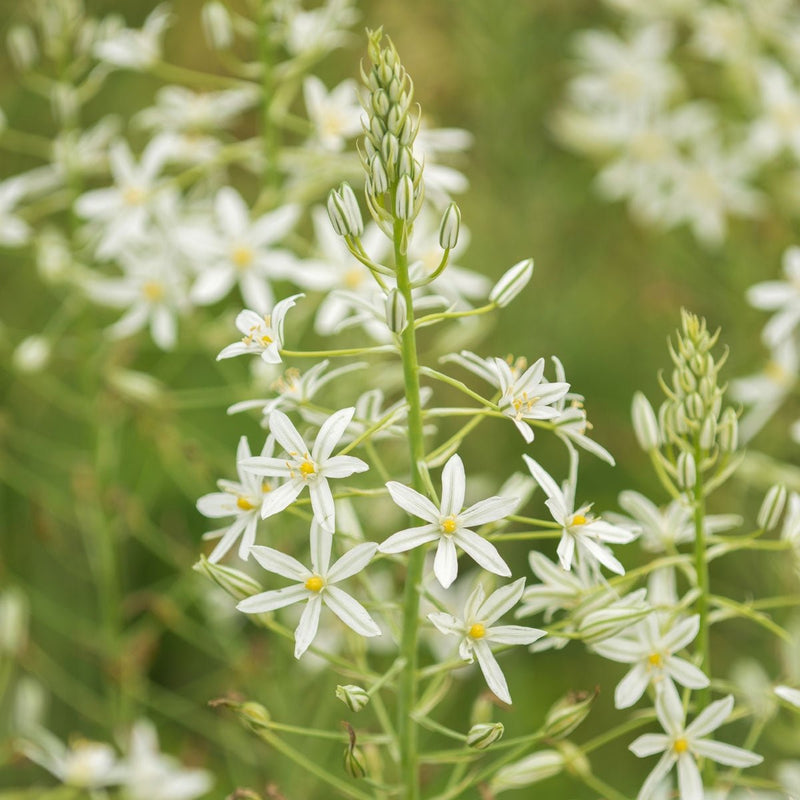 Ornithogalum nutans (Nodding Bird's Milk)