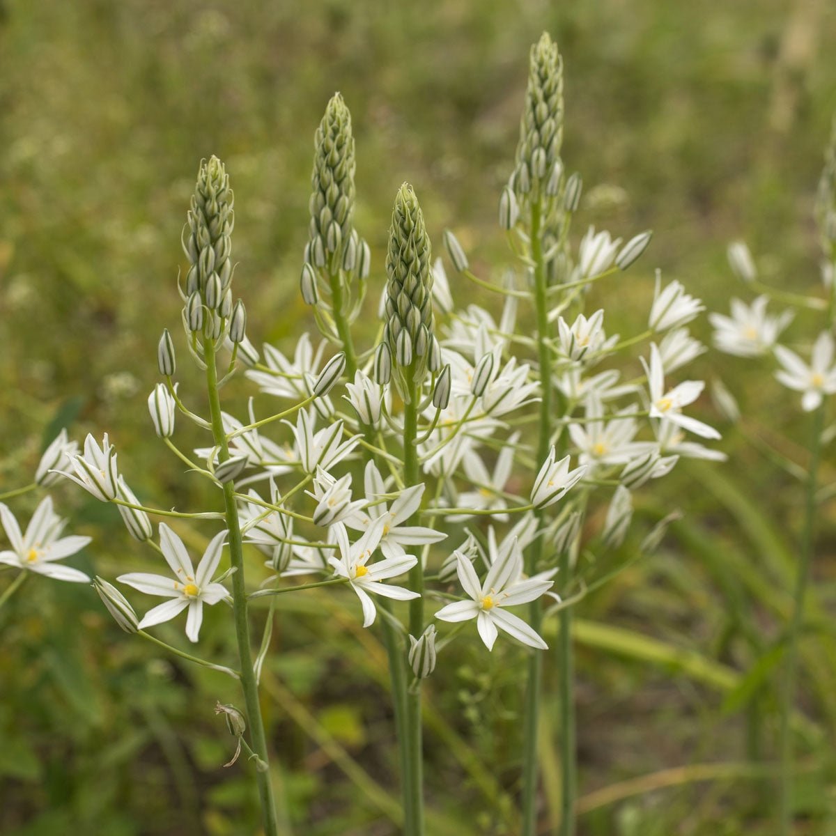 Ornithogalum ponticum Sochi - witte vogelmelk - Fluwel