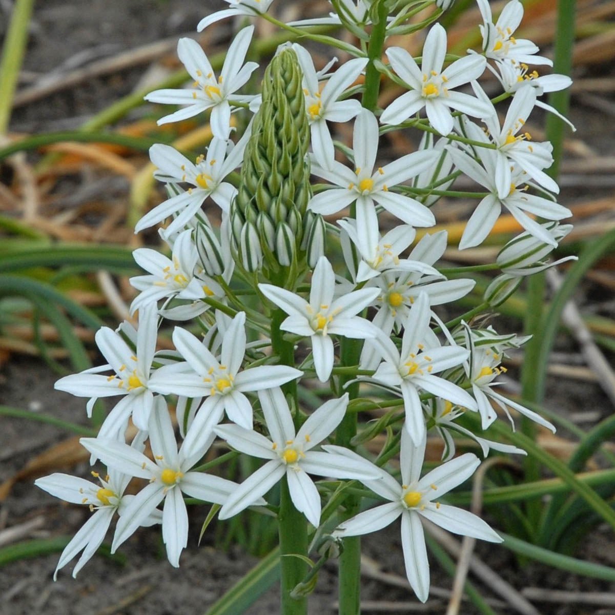 Ornithogalum ponticum Sochi - witte vogelmelk - Fluwel