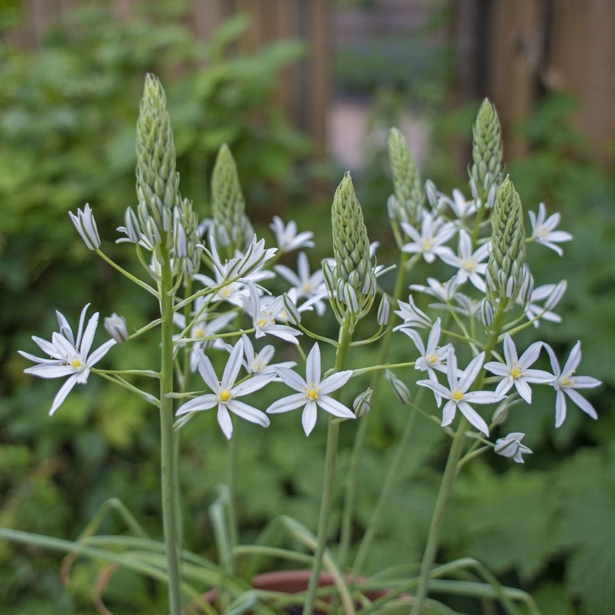 Ornithogalum ponticum Sochi - witte vogelmelk - Fluwel