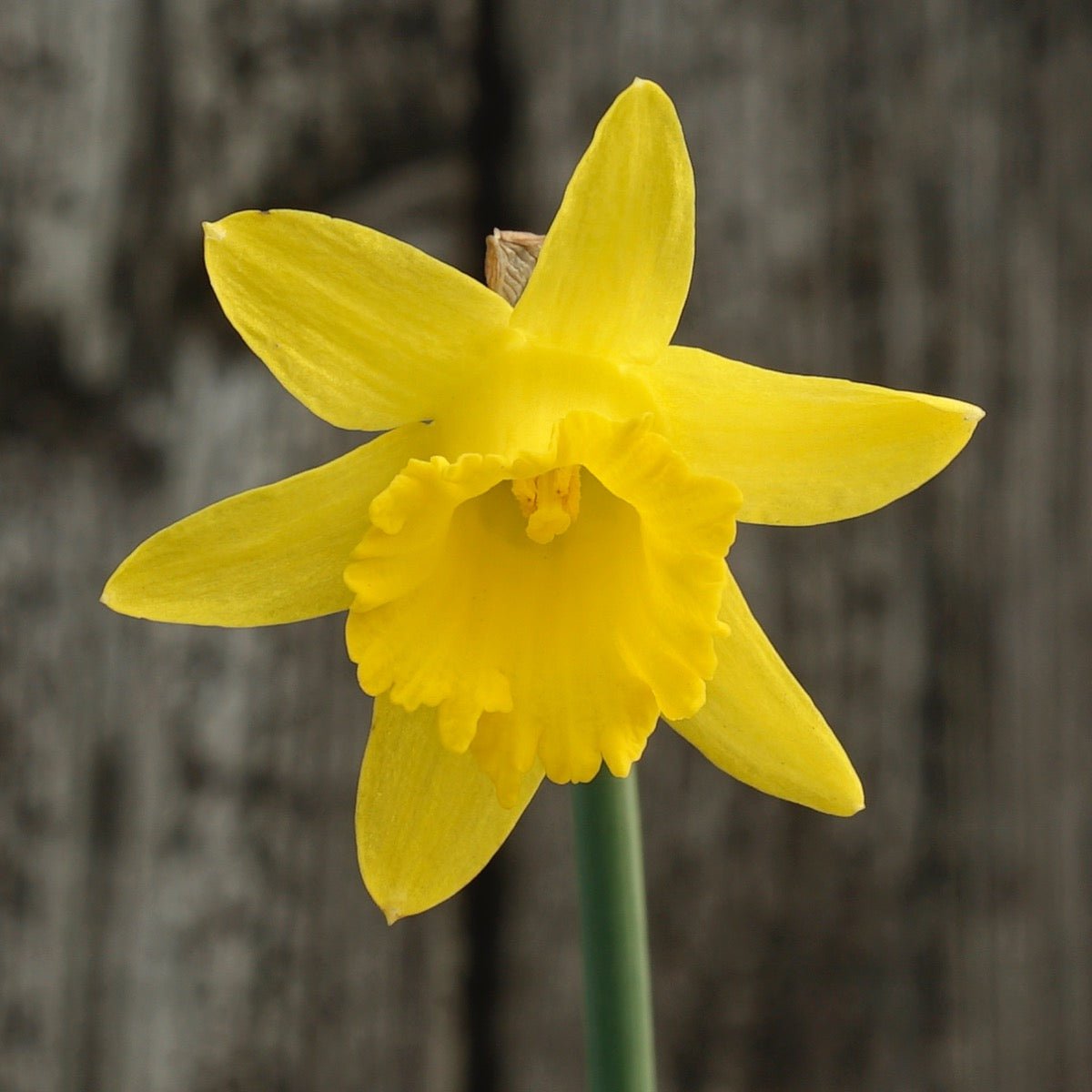Piccolini - gele Trumpet narcis - Fluwel