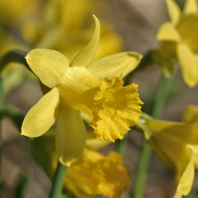 Piccolini - Narcissus - Fluwel