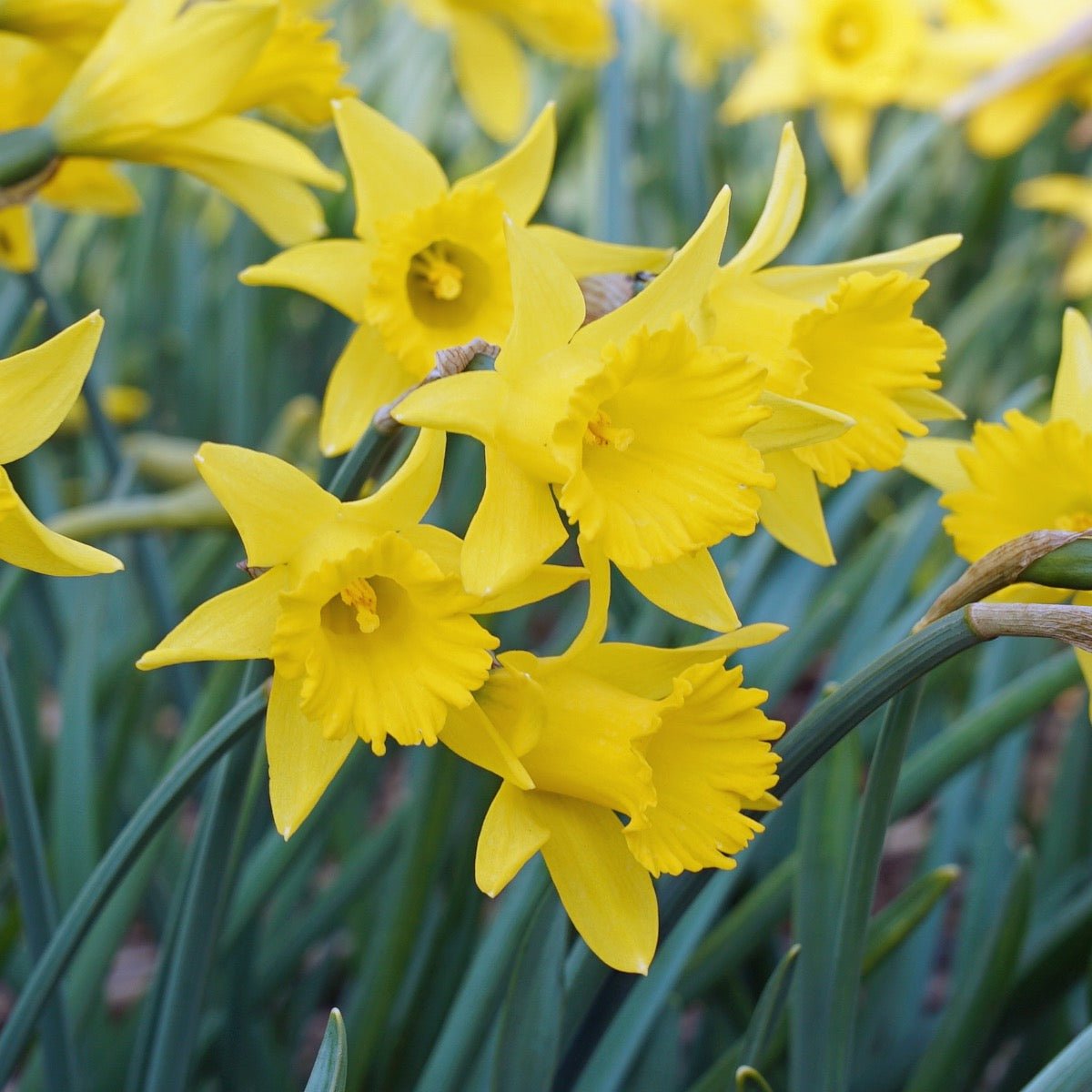 Piccolini - Narcissus - Fluwel