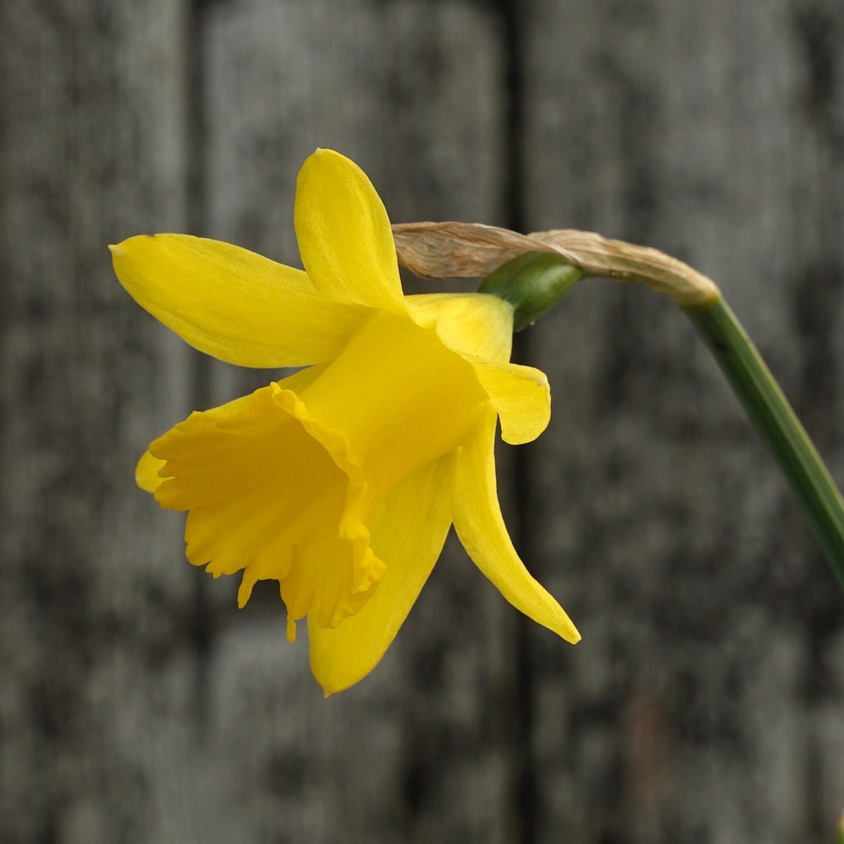 Piccolini - gele Trumpet narcis - Fluwel