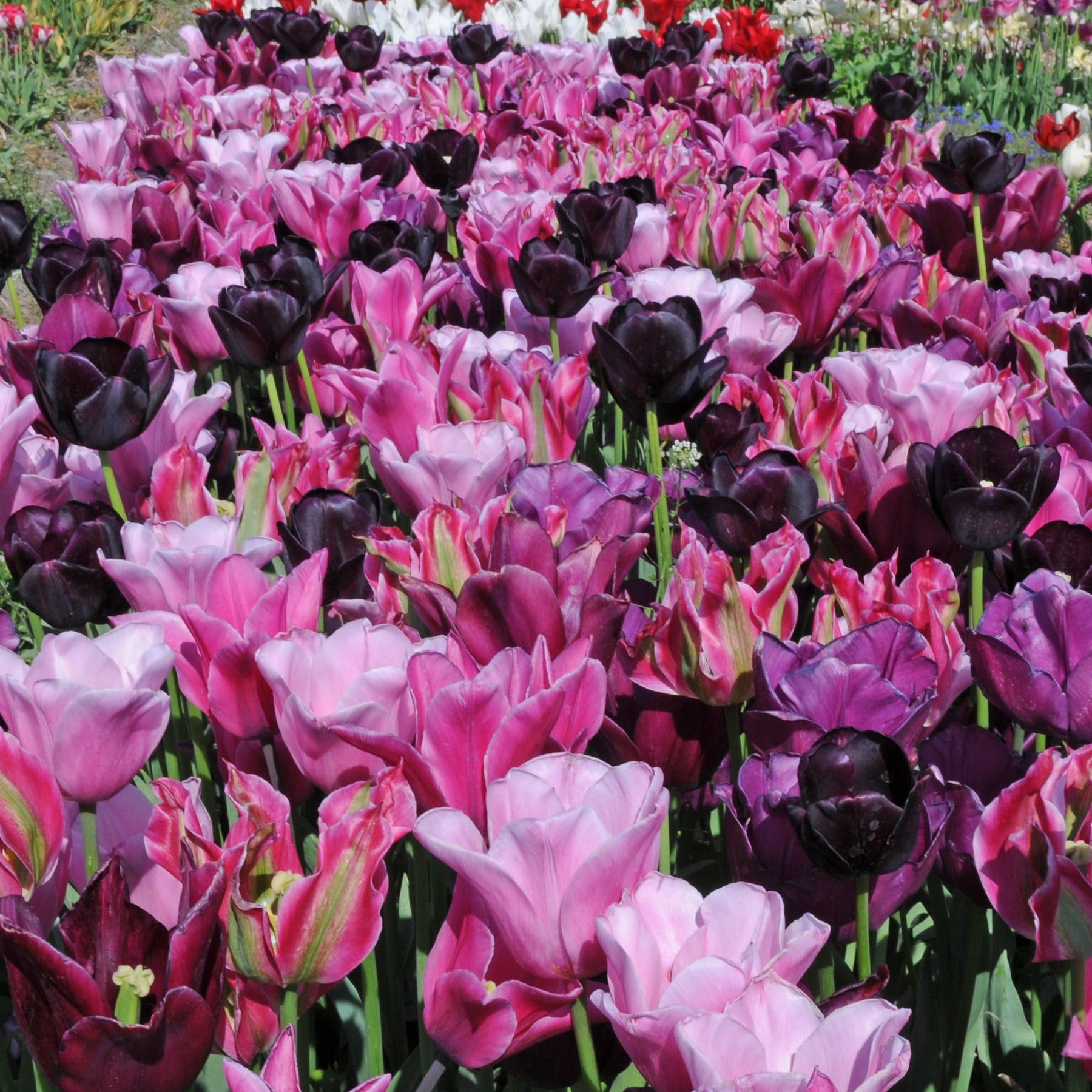 Pinotage™ - Mixes - Fluwel