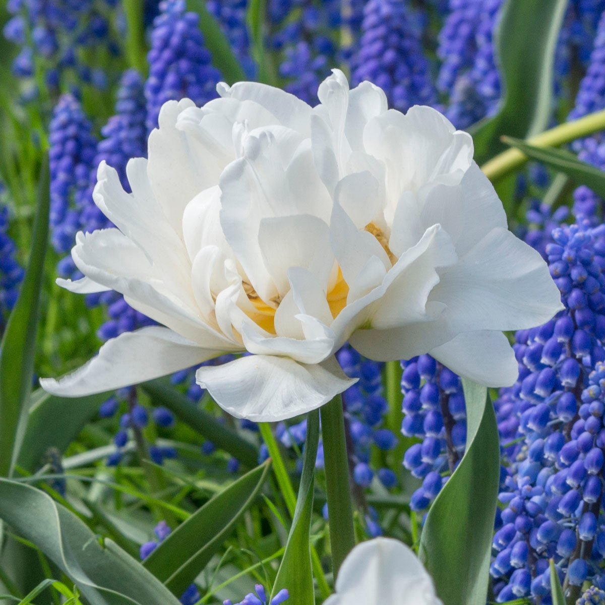 Popcorn - Tulips - Fluwel