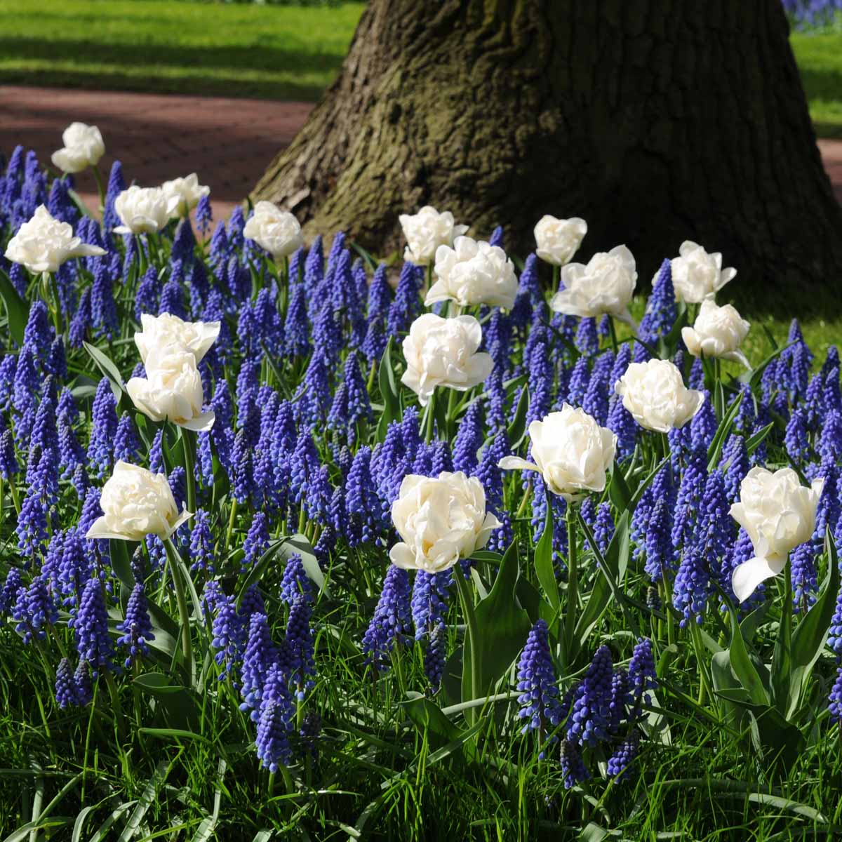 Popcorn - Tulips - Fluwel