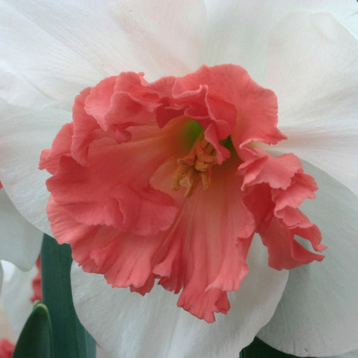 Precocious - Narcissus - Fluwel