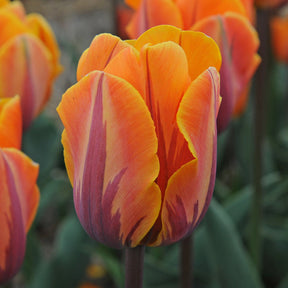 Prinses Irene - Tulips - Fluwel