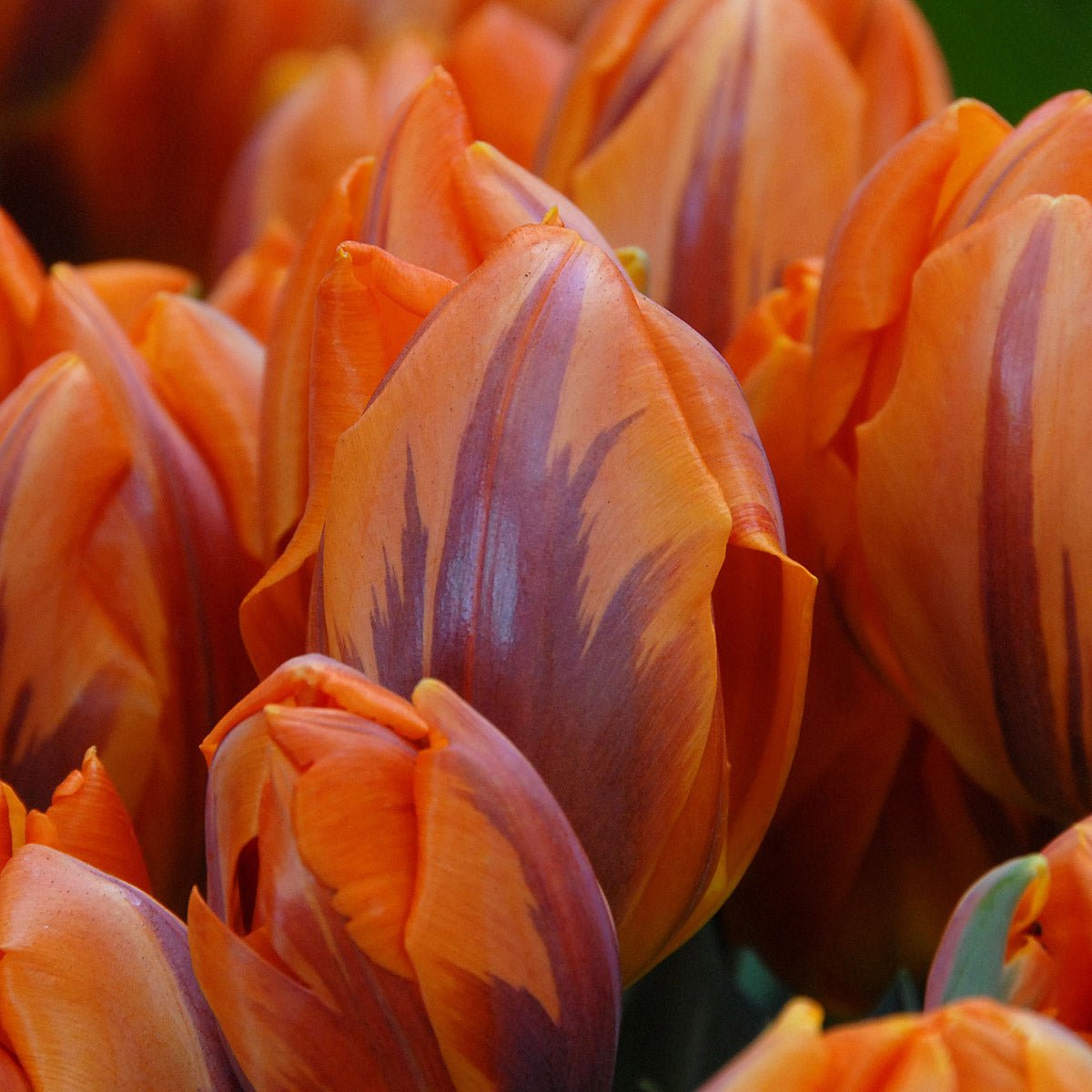 Prinses Irene - Tulips - Fluwel
