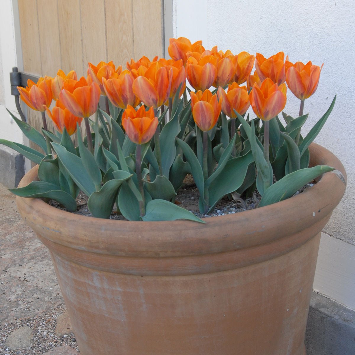 Prinses Irene - Tulips - Fluwel