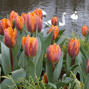 Prinses Irene - Tulips - Fluwel