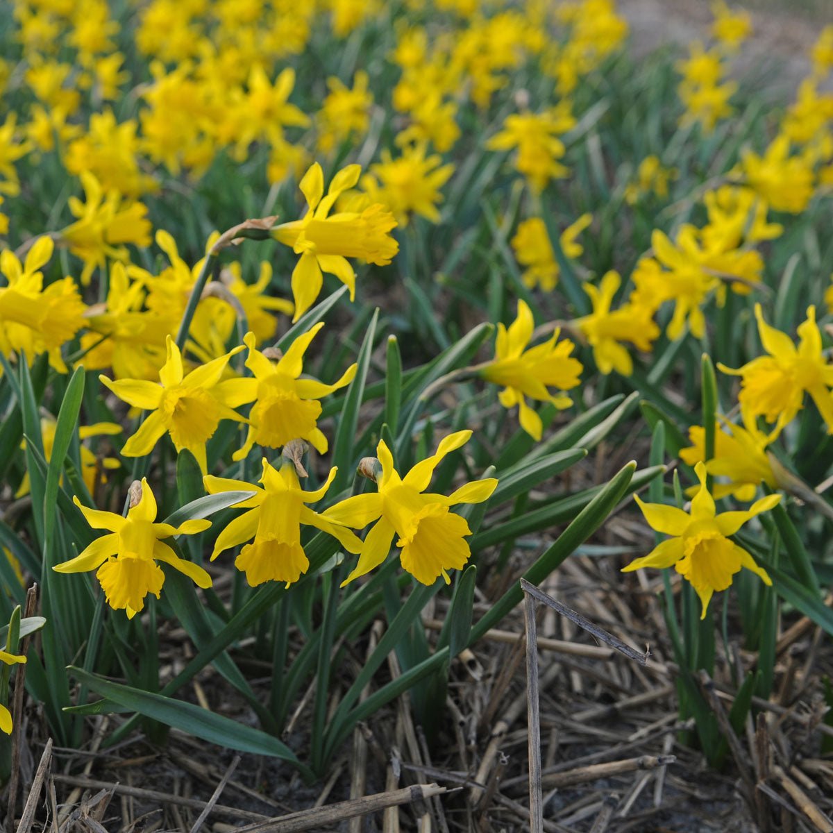 pumilus - gele narcis - Fluwel
