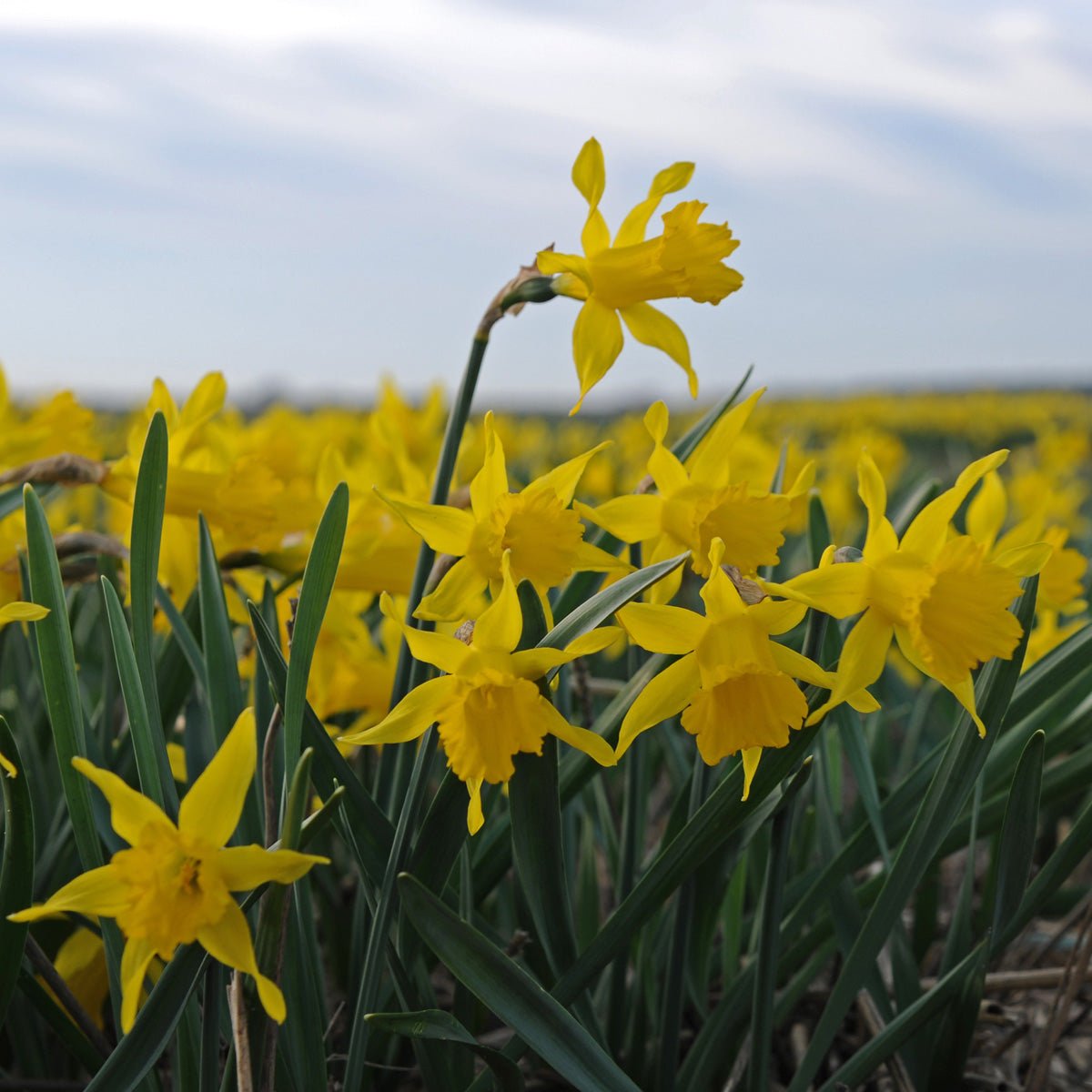 pumilus - gele narcis - Fluwel