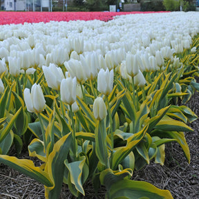 Purissima Blonde - Tulips - Fluwel
