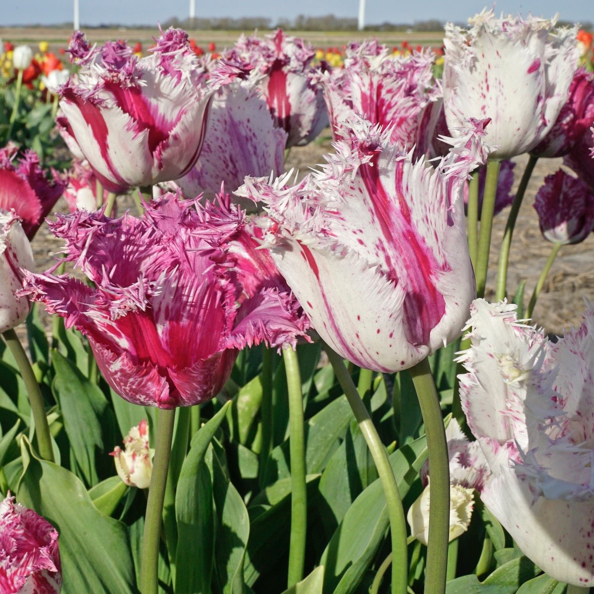 Purple Circus - Tulips - Fluwel