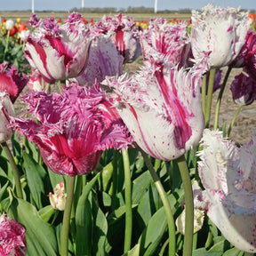 Purple Circus - Tulips - Fluwel