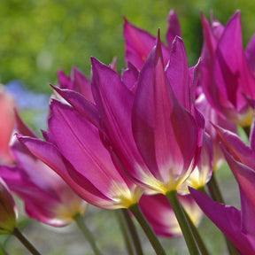 Purple Dream - Tulips - Fluwel