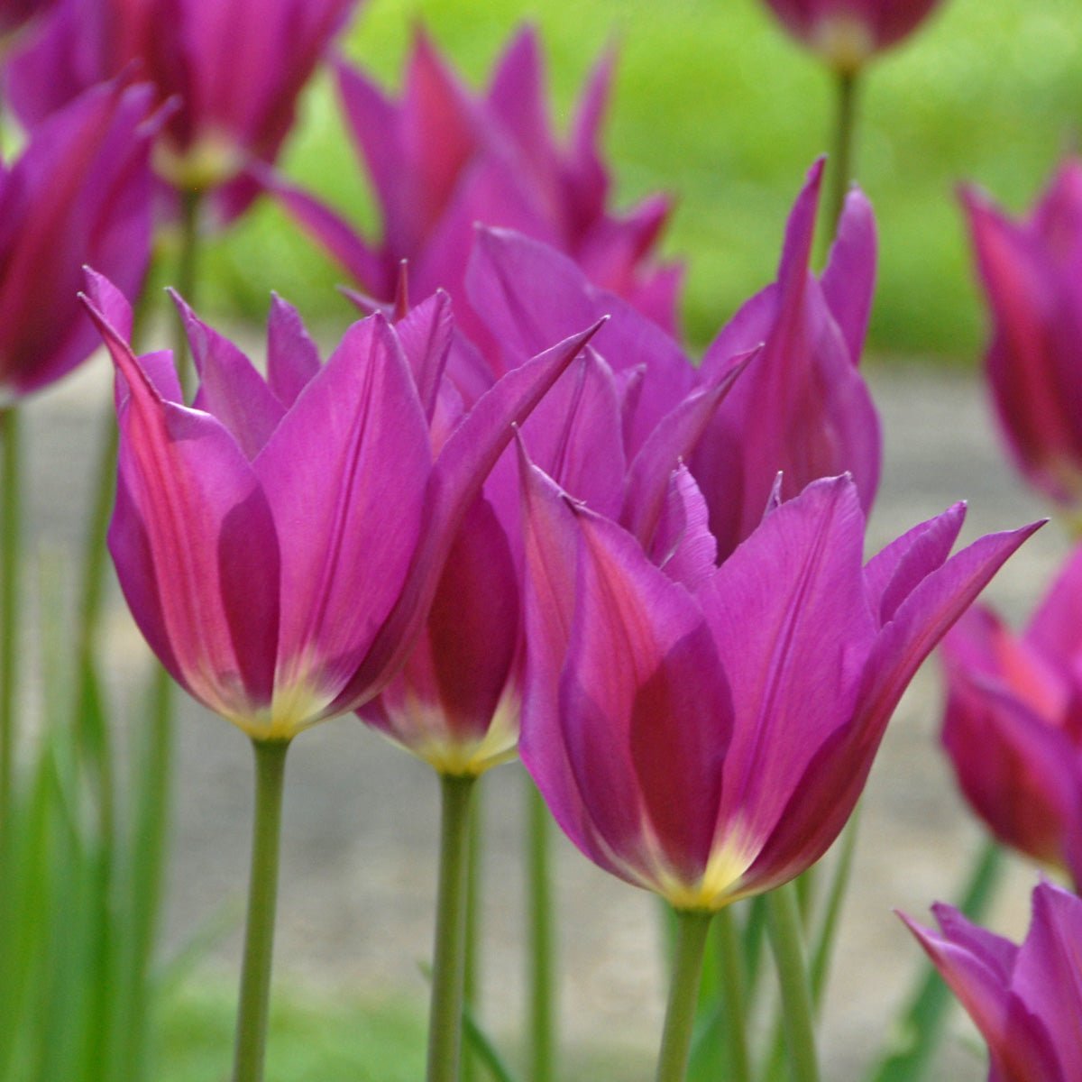 Purple Dream - Tulips - Fluwel