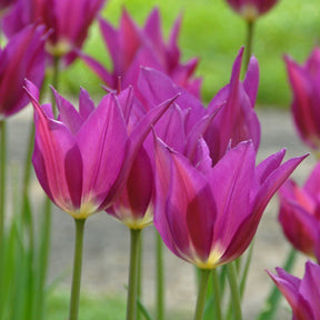 Purple Dream - Tulips - Fluwel