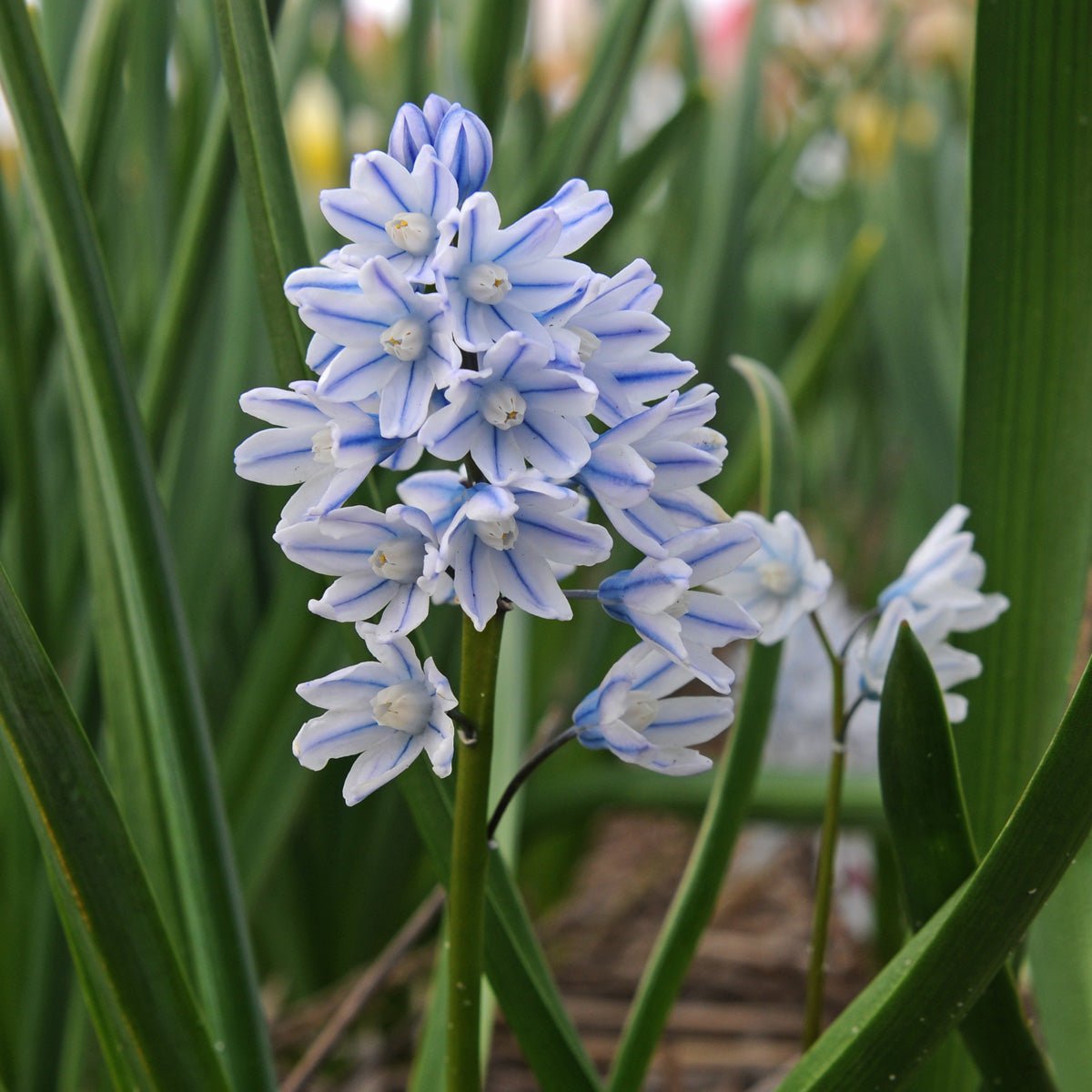Puschkinia scilloides Alba 純白密咲き・特選株限定1鉢 Puschkinia scilloides var. libanotica (Puschkinisa variety) - Wave