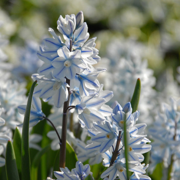 Buy Puschkinia scilloides var. libanotica bulbs | Fluwel