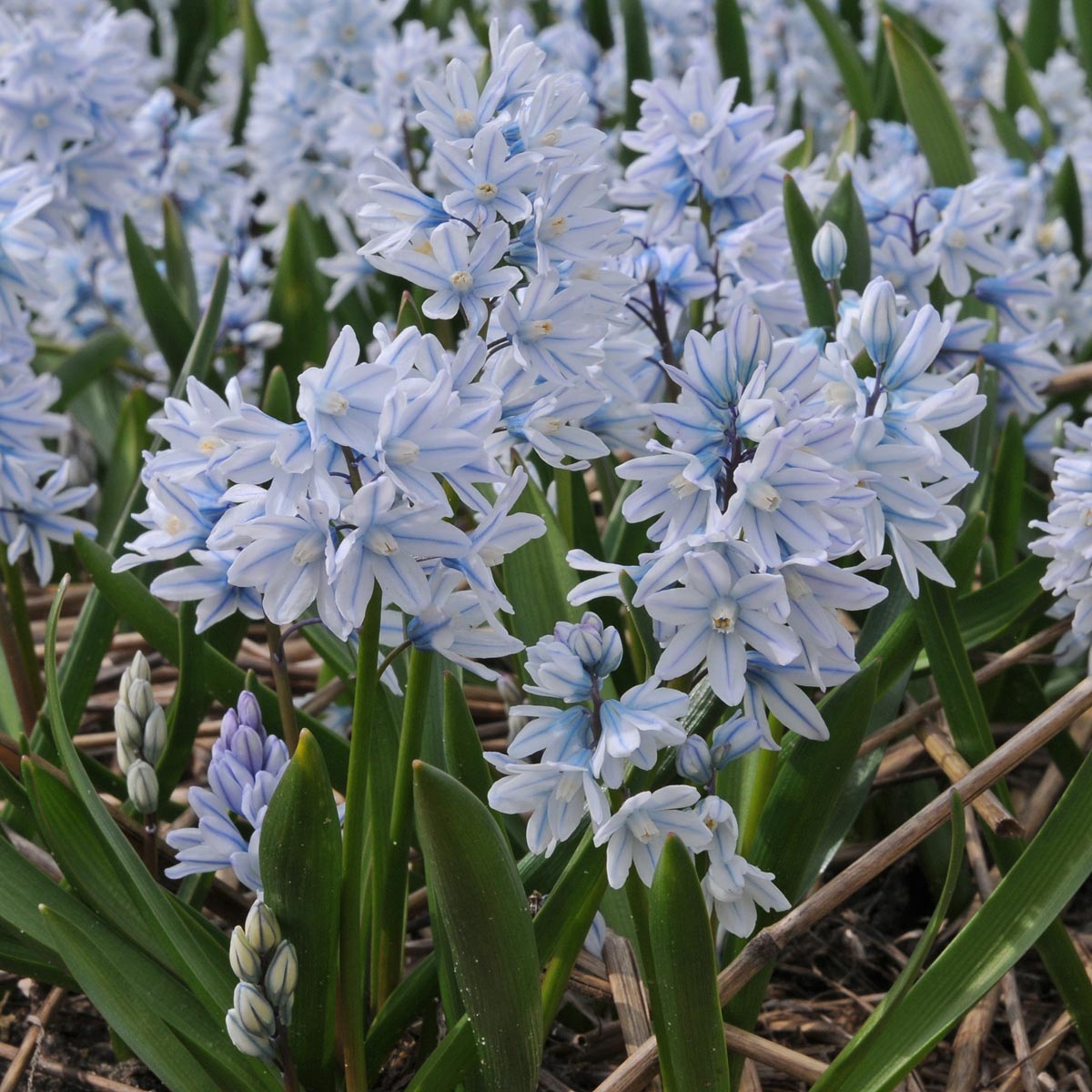 Puschkinia scilloides var. libanotica - witte puschkinia - Fluwel