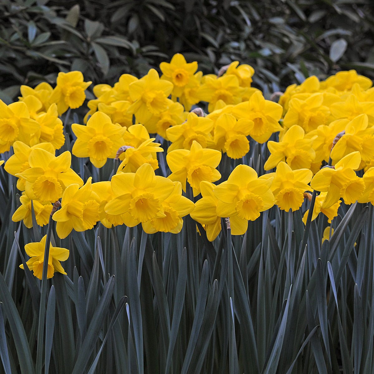 Queen Beatrix - Narcissus - Fluwel