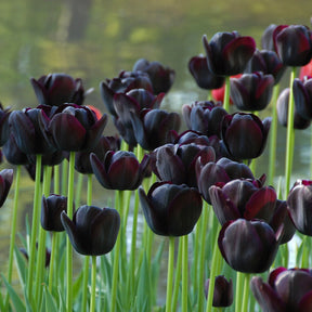 Queen of Night - Tulips - Fluwel