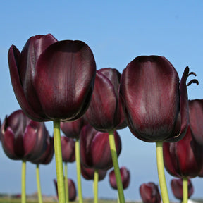 Queen of Night - Tulips - Fluwel