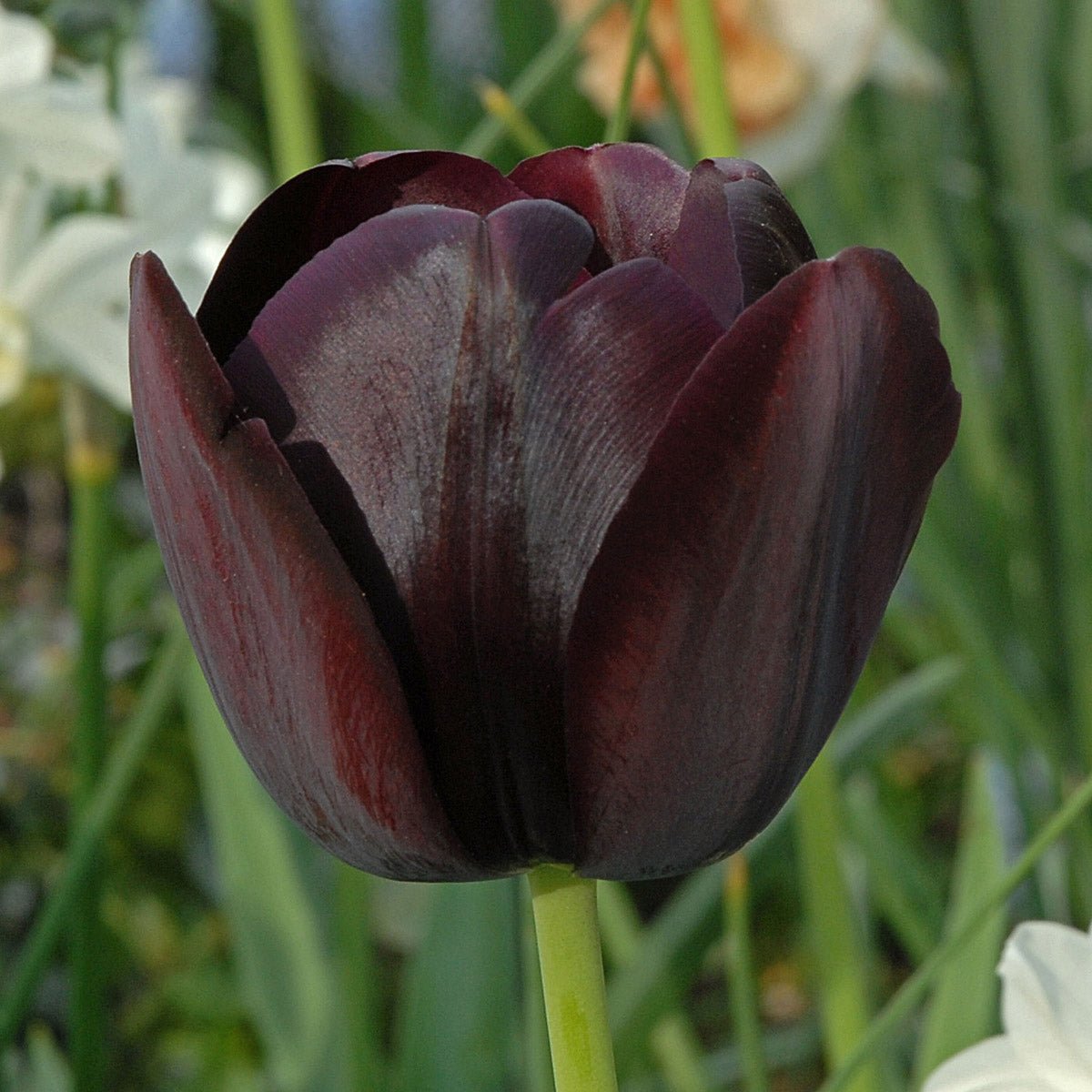 Queen of Night - Tulips - Fluwel