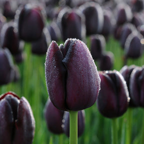 Queen of Night - Tulips - Fluwel