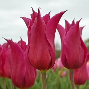 Queen Rania - Tulips - Fluwel