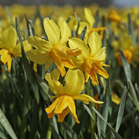Rataplan - Narcissus - Fluwel