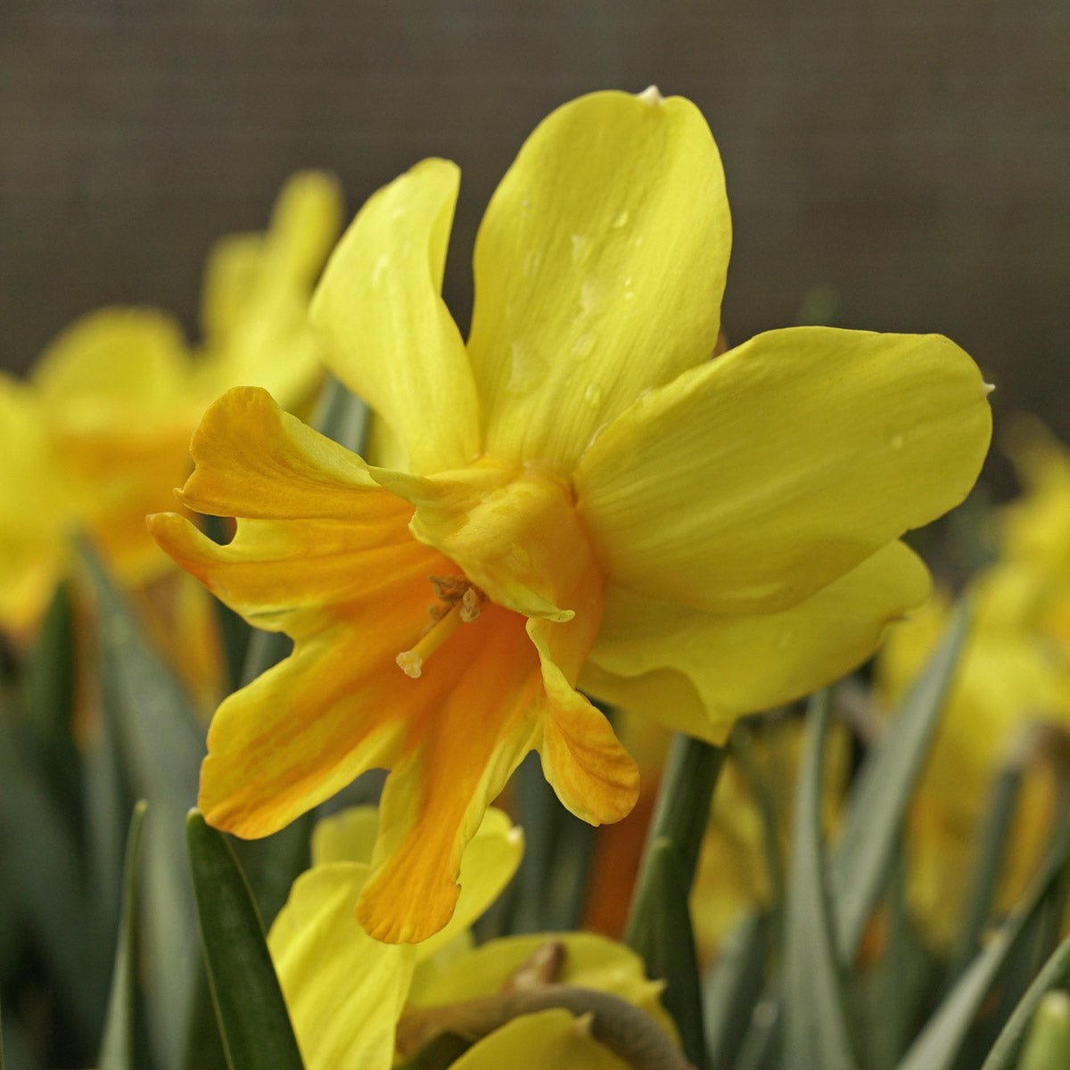 Rataplan - meerkleurige narcis - Fluwel