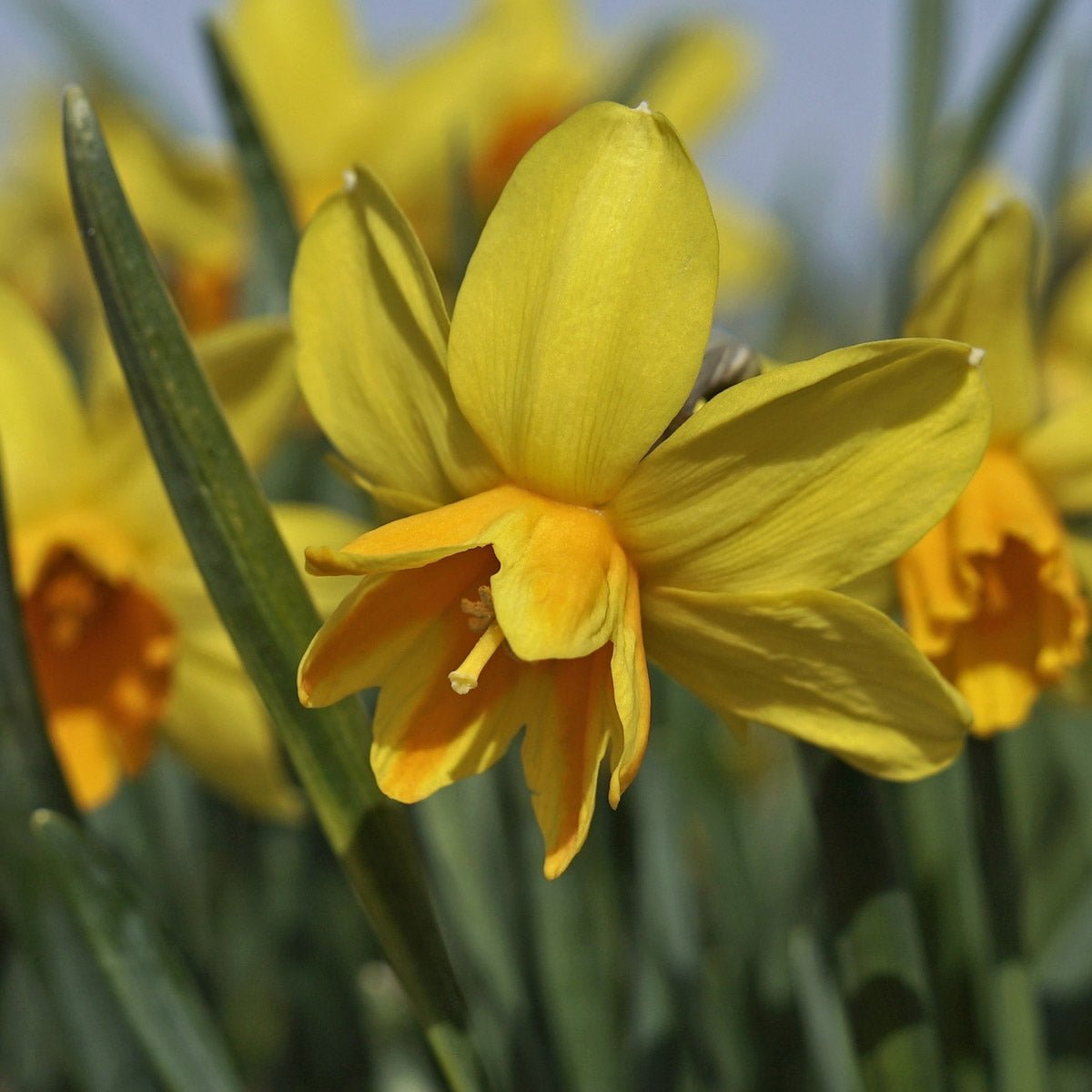 Rataplan - Narcissus - Fluwel