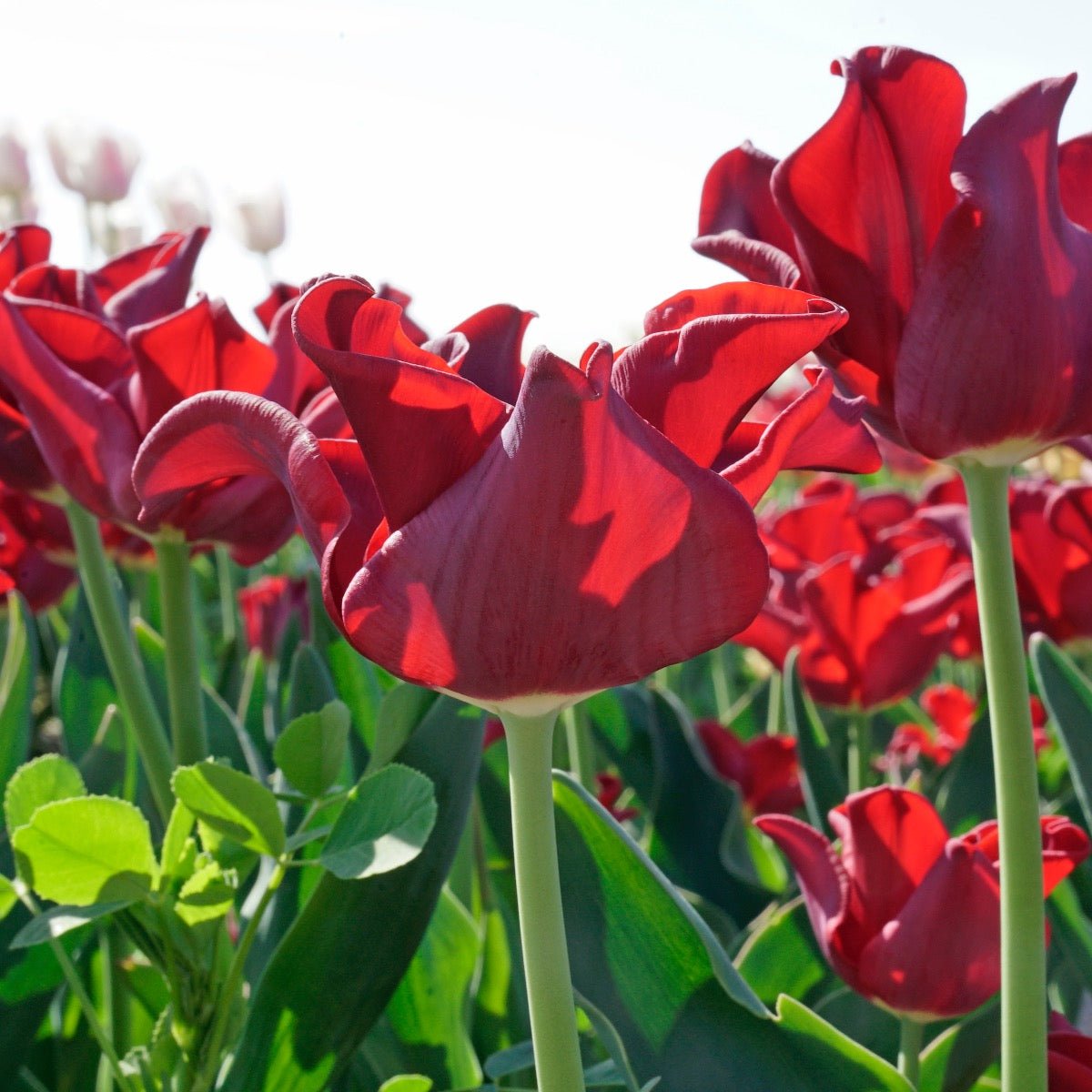 Buy Tulip 'Red Dress' bulbs