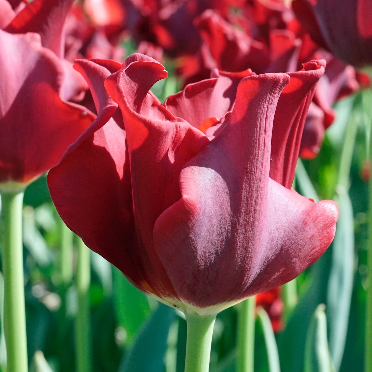 fitted lace wedding dress Buy Tulip 'Red Dress' bulbs