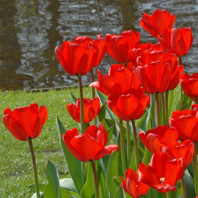 Red Impression - Tulips - Fluwel