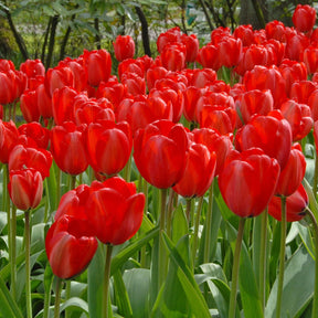 Red Impression - Tulips - Fluwel
