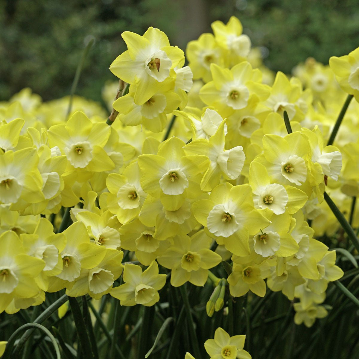 Regeneration - Narcissus - Fluwel